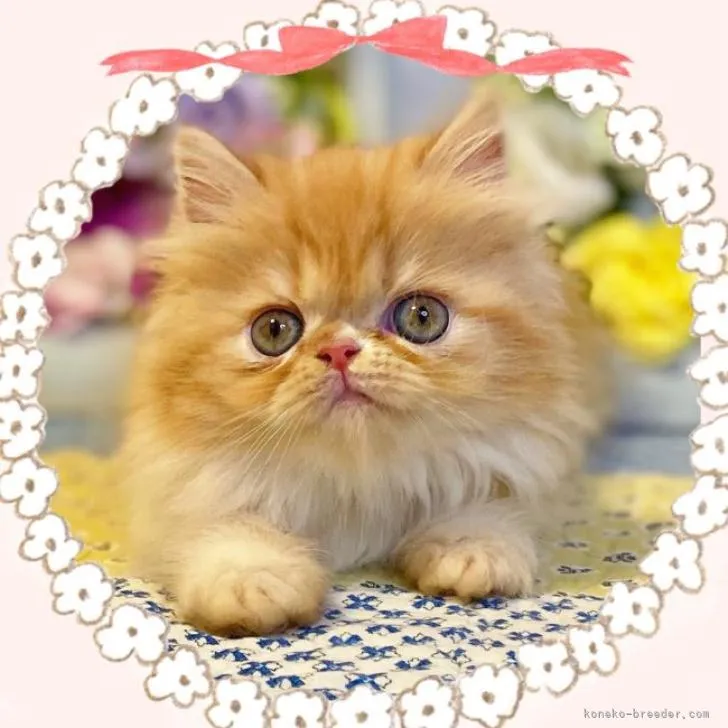 ID：2210-00969の子猫