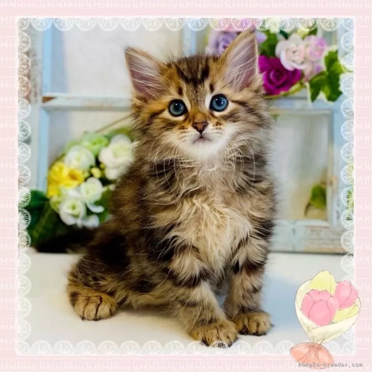 おけい 様のお迎えした子猫