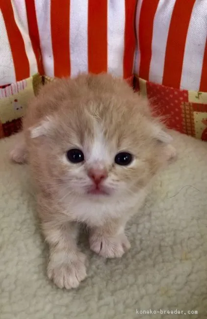 ID：1804-00065の子猫