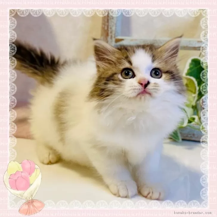 ID:2405-01328の子猫