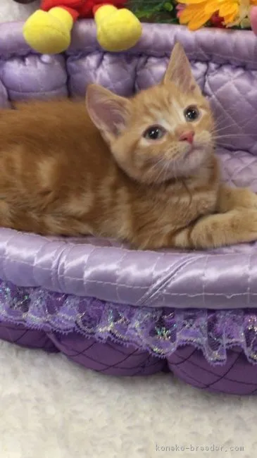 ID：1707-00168の子猫