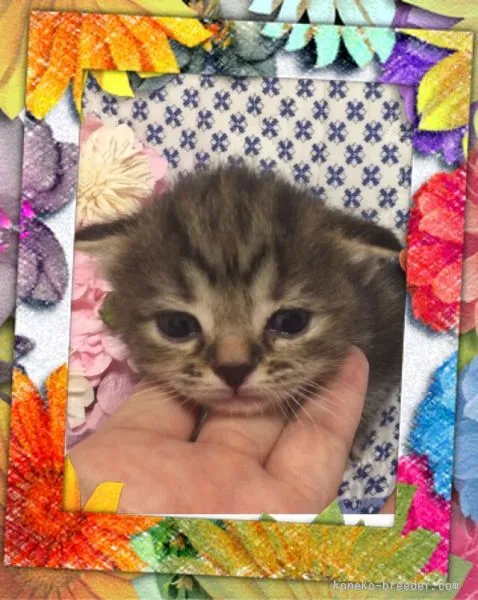 ID：1508-00048の子猫