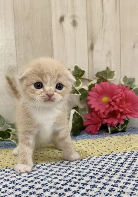 ID：2004-02362の子猫