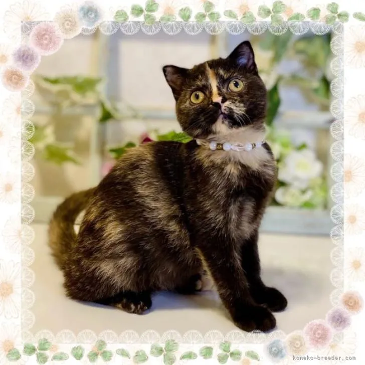 ID：2208-00684の子猫