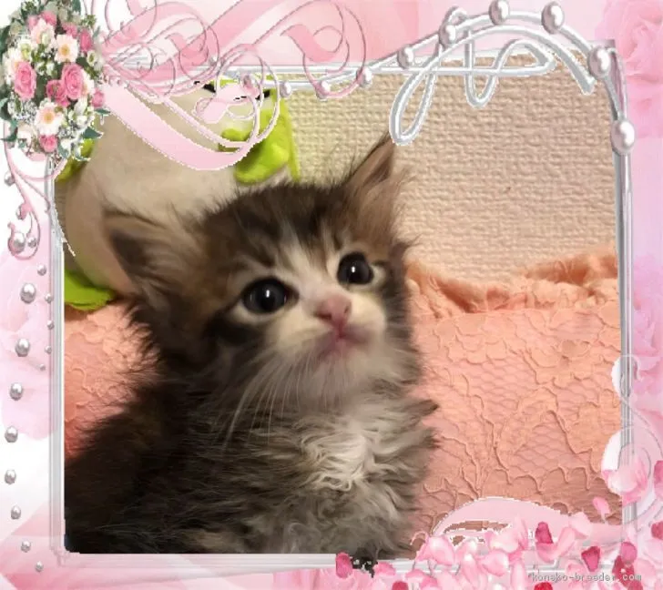 ID：1907-00889の子猫