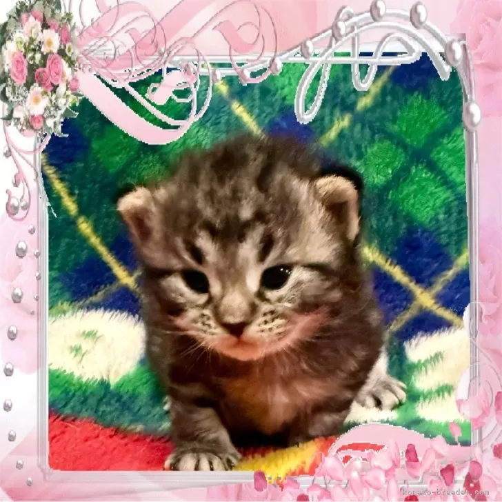 ID:2412-00850の子猫