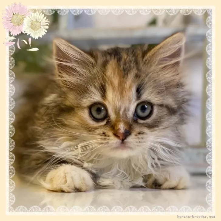 ID:2407-02424の子猫