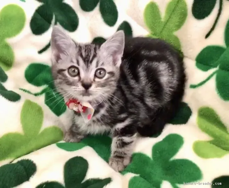 ID：1905-02099の子猫