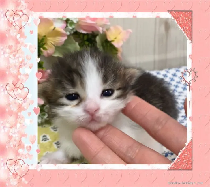 rose 様のお迎えした子猫