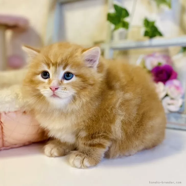 みきみき 様のお迎えした子猫