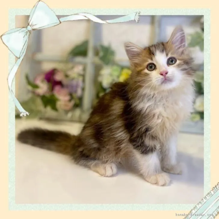 ID：2207-02049の子猫