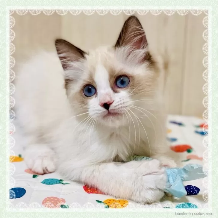 ID:2312-01979の子猫