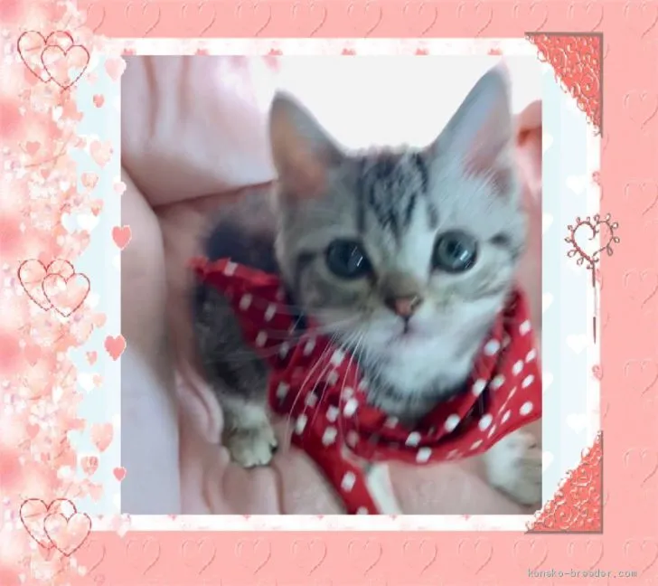 ID:1905-01626の子猫