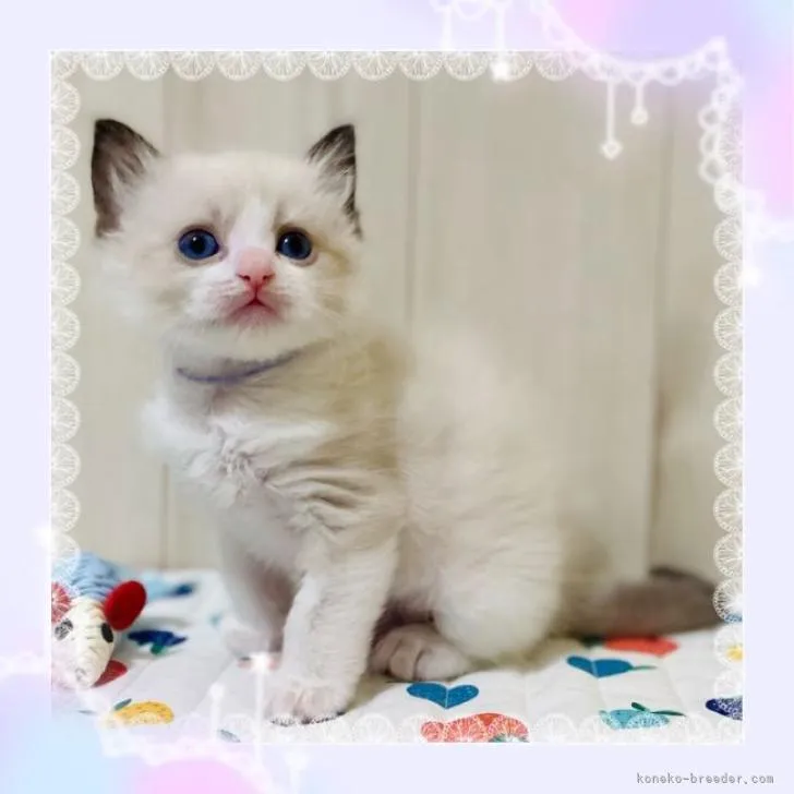 ID:2302-00121の子猫
