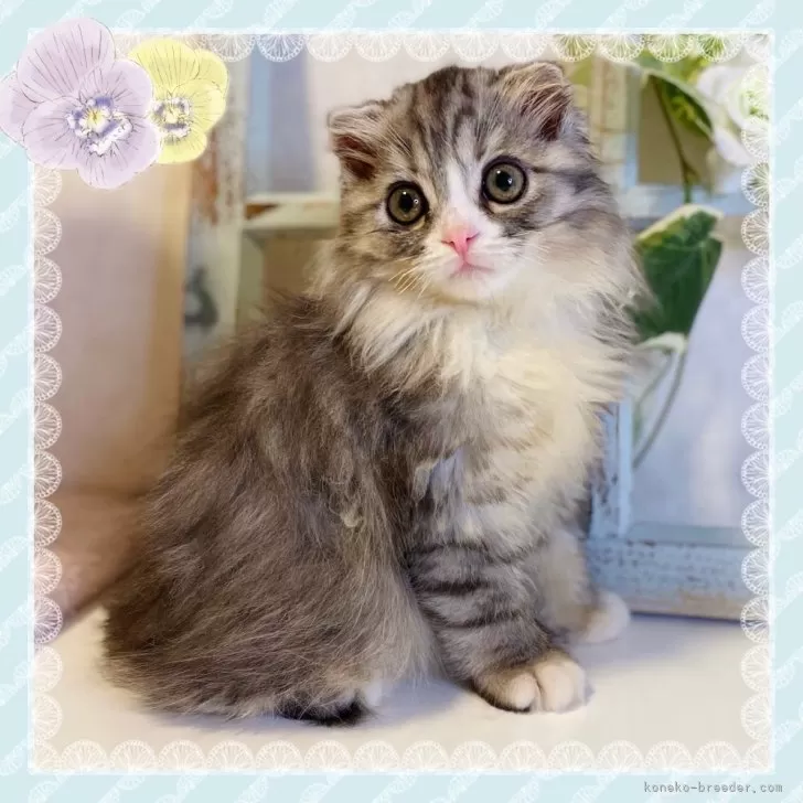 ID:2407-00730の子猫