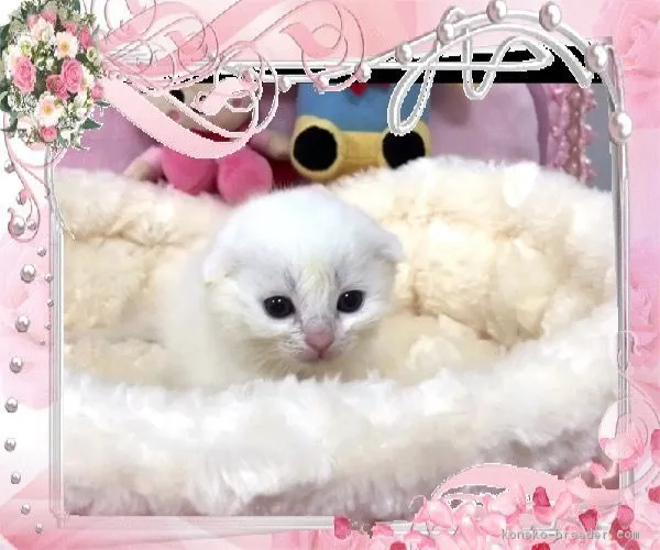 ID:1712-00884の子猫