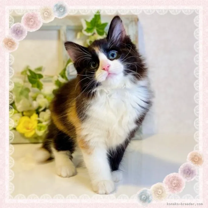 ID:2309-01797の子猫