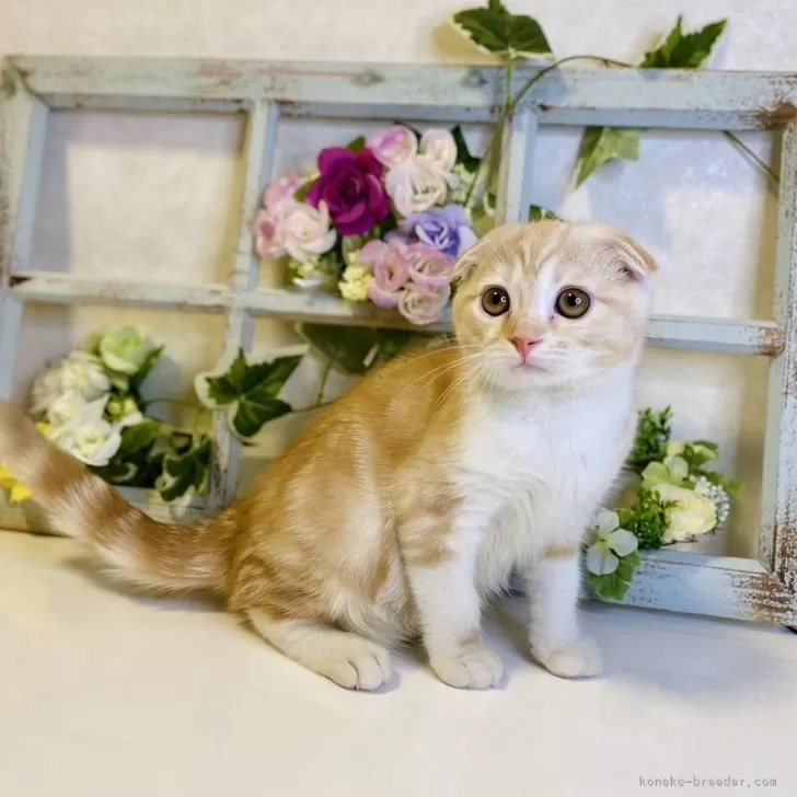 ID：2404-01406の子猫