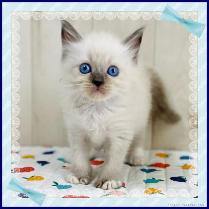 ID:2209-01056の子猫