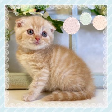 スコティッシュフォールド(折れ耳)【大阪府・男の子・2024年5月4日・クリーム】の写真「可愛いお顔の男の子です❤️」