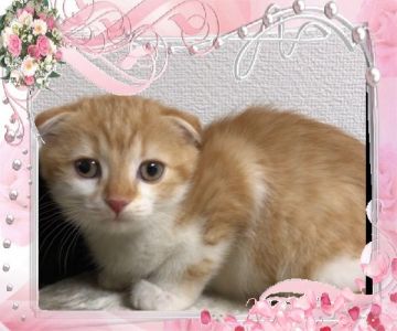 スコティッシュフォールド(折れ耳)【大阪府・女の子・2017年10月8日・レッドタビー&ホワイト】の写真「🌸 可愛いスコちゃん❤️」