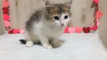 サイベリアン【大阪府・女の子・2019年10月3日・ブラウンマッカレルタビー&ホワイト】の写真「優しい毛色の可愛い子猫ちゃん 💕」