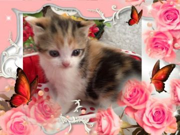 スコティッシュフォールド【大阪府・女の子・2017年2月23日・キャリコ】の写真「🌸 大人気❗️可愛すぎるキャリコちゃん❤️」