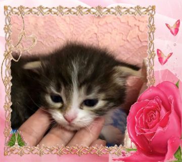 サイベリアン【大阪府・女の子・2019年6月4日・シルバーマッカレルタビー&ホワイト】の写真「優しい毛色の可愛い子猫ちゃん 💕可愛いベッド付き」