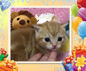 スコティッシュフォールド(立ち耳)【大阪府・女の子・2017年11月17日・レッドクラッシックタビー】の写真「🌸 パパチャンピオン可愛い 女の子 ❤️」