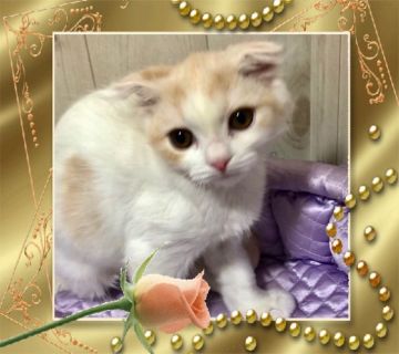 スコティッシュフォールド(折れ耳)【大阪府・男の子・2019年10月21日・クリームマッカレルタビー&ホワイト】の写真「🌸 折れ耳ちゃん可愛い女の子です❤️」