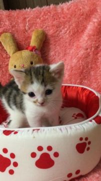 スコティッシュフォールド【大阪府・男の子・2016年3月2日・ブラウンクラッシックタビー&ホワイト】の写真「🌸 パパは、グランドチャンピオン💕可愛すぎます❤️」