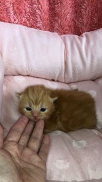 スコティッシュフォールド(折れ耳)【大阪府・女の子・2018年3月2日・レッドクラッシックタビー】の写真「🌸 可愛い 茶トラの女の子❤️」