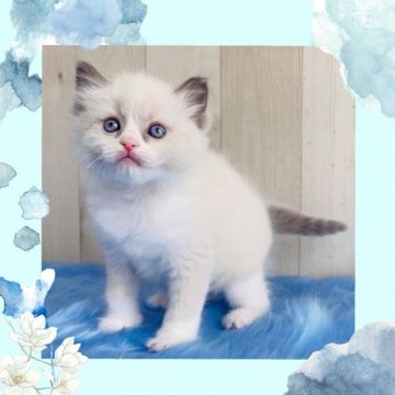 ラグドール【大阪府・男の子・2021年2月16日・シールポイントバイカラー】の写真「パパはTICAチャンピオン🎩」