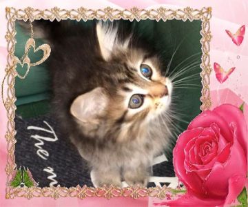 サイベリアン【大阪府・男の子・2018年1月10日・ブラウンパッチドタビー】の写真「極上の可愛い子猫ちゃん 💕可愛いベッド付き」