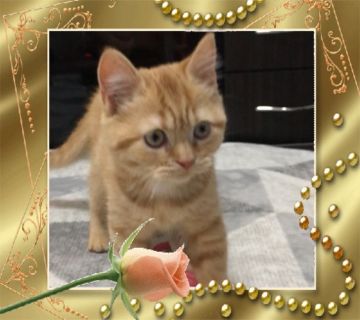 スコティッシュフォールド(立ち耳)【大阪府・男の子・2019年11月2日・レッドクラッシックタビー】の写真「🌸 可愛い💕大人しい男の子💕」