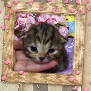 スコティッシュフォールド【大阪府・女の子・2016年10月27日・ブラウンクラッシックタビー】の写真「🌸 パパは、グランドチャンピオン💕温厚な女の子❤️」