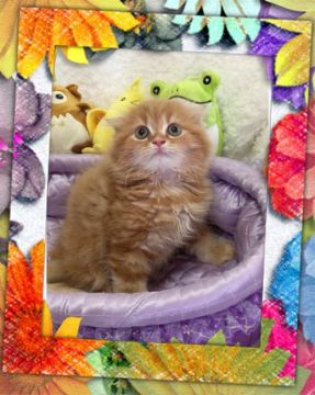 スコティッシュフォールド(折れ耳)【大阪府・女の子・2017年7月12日・レッドタビー（ロング）】の写真「🌸 温厚な茶トラのお嬢様 ショータイプ❤️」