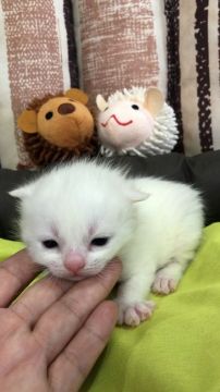 スコティッシュフォールド(折れ耳)【大阪府・女の子・2017年12月10日・ホワイト】の写真「🌸 パパチャンピオン、真っ白‼️雪の様な女の子❤️」