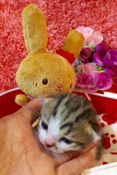 スコティッシュフォールド【大阪府・男の子・2016年3月2日・レッドクラッシックタビー】の写真「🌸 パパは、グランドチャンピオン💕可愛すぎます❤️」
