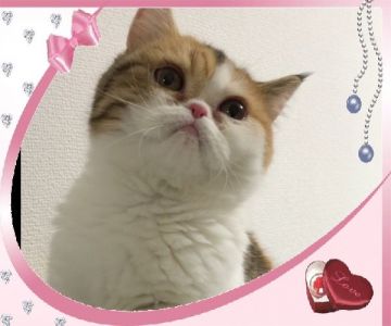 エキゾチックショートヘア【大阪府・女の子・2017年7月17日・ブラウンパッチドタビー&ホワイト】の写真「綺麗な毛色の甘えたさんの女の子💕」