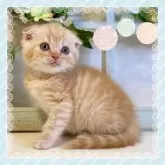 スコティッシュフォールド(折れ耳)【大阪府・男の子・2024年5月4日・クリーム】の写真1「人懐こくゴロゴロ喉を鳴らして喜びます❤️」