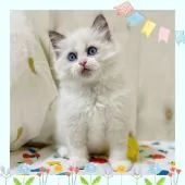 ラグドール【大阪府・女の子・2022年1月29日・ブルーポイントバイカラー】の写真1「もふもふちゃん💕」