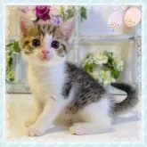 スコティッシュフォールド(立ち耳)【大阪府・男の子・2024年7月4日・ブラウンマッカレルタビー&ホワイト】の写真1「おっとりさんです❤️」