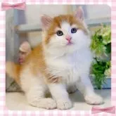 ノルウェージャンフォレストキャット【大阪府・女の子・2023年2月4日・レッドマッカレルタビー&ホワイト】の写真1「とても性格の優しい可愛い猫ちゃんです❤️」