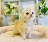 スコティッシュフォールド(折れ耳)【大阪府・男の子・2024年7月25日・クリームマッカレルタビー】の写真2「優しい男の子❤️明るく」