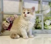 ノルウェージャンフォレストキャット【大阪府・男の子・2023年2月4日・クリームマッカレルタビー&ホワイト】の写真2