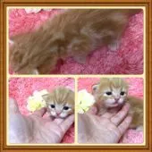 スコティッシュフォールド【大阪府・女の子・2017年2月11日・レッドクラッシックタビー】の写真2「丸々コロコロッ💕」