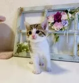 スコティッシュフォールド(立ち耳)【大阪府・男の子・2024年7月4日・ブラウンマッカレルタビー&ホワイト】の写真3「スクスク元気に育っています😊」