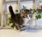 サイベリアン【大阪府・男の子・2024年7月17日・ブラウンマッカレルタビー&ホワイト】の写真3