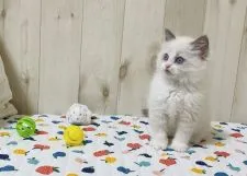 ラグドール【大阪府・女の子・2022年1月29日・ブルーポイントバイカラー】の写真3